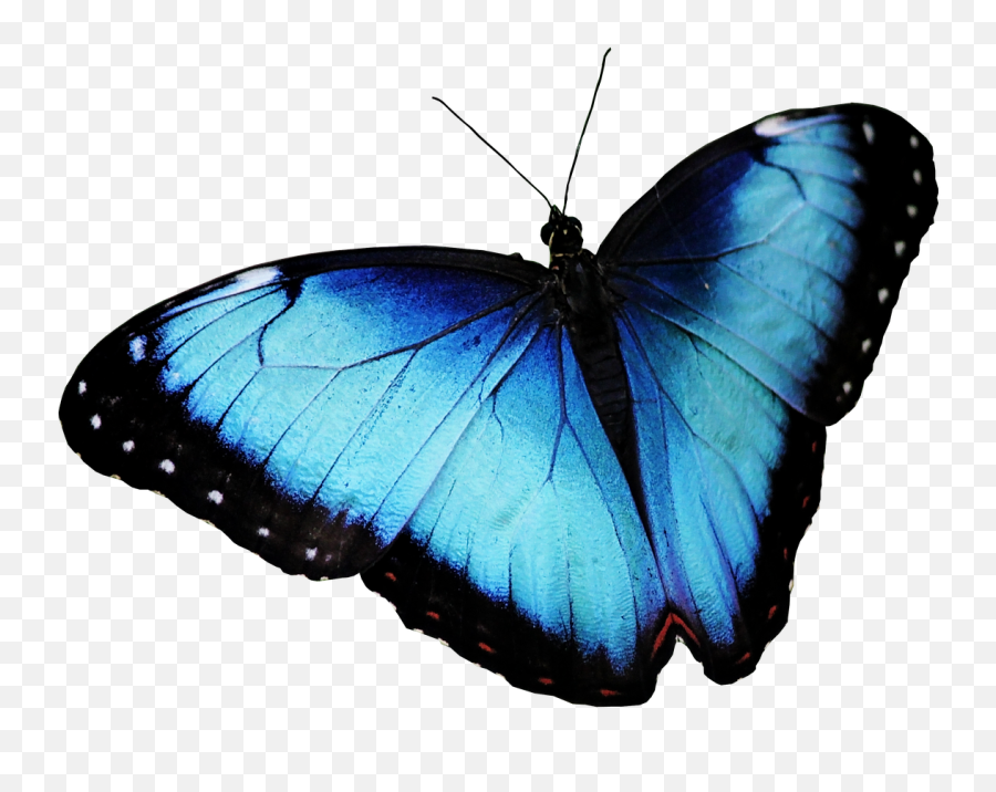 Blue Butterfly Png Transparent Image Png Mart - Never Saw Another Butterfly Poem Analysis Emoji,Purplebutterfly Emojis
