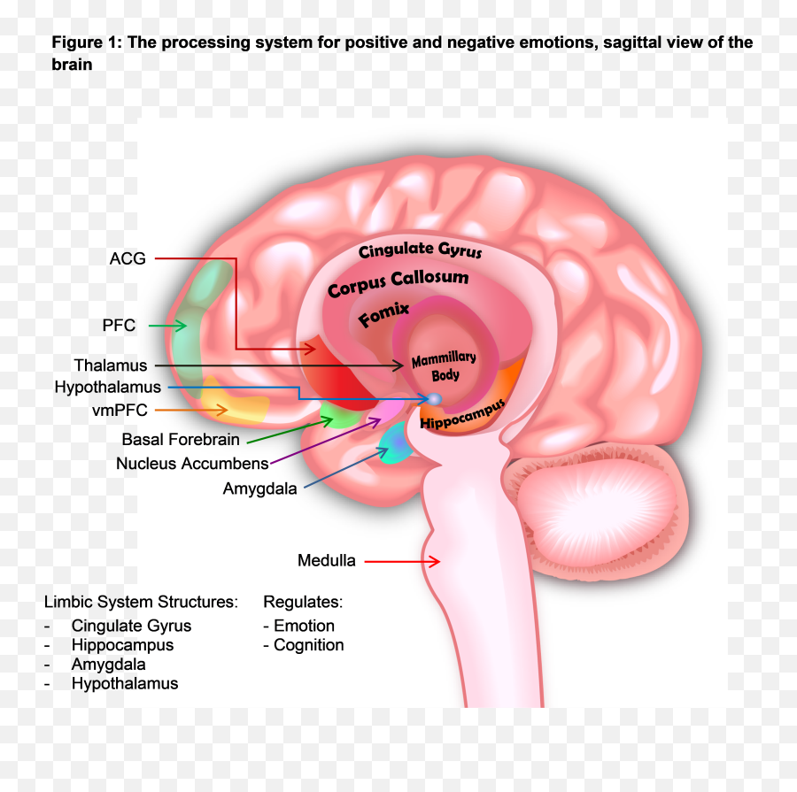 Modulate Negative Emotions - Language Emoji,Part Of Brain Emotions