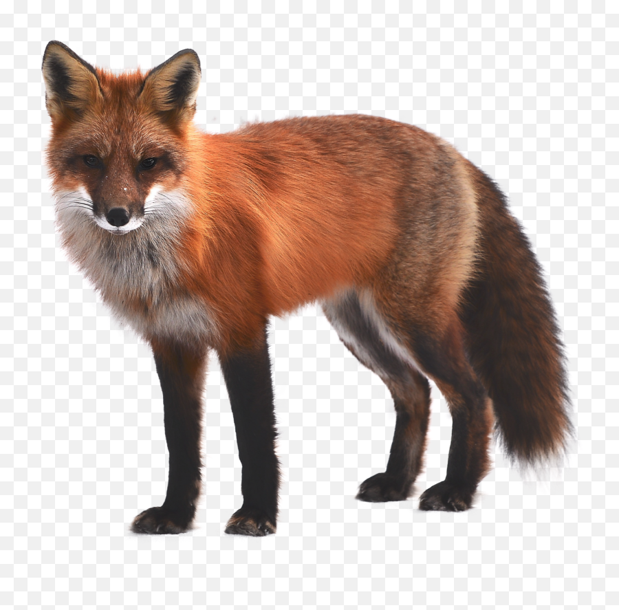 The Most Edited Fox Picsart - Fox Png Emoji,Red Fox Emoticons Blushing