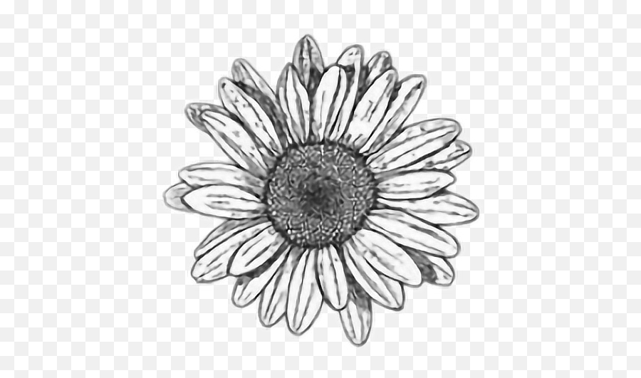 Tumblr Emoji Emoticon Sticker By Yamiled Pedroza - Transparent Sunflower Clipart Black And White,Four Emoji