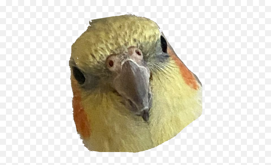 Cockatielstare - Budgerigar Emoji,Cockatiel Emoji