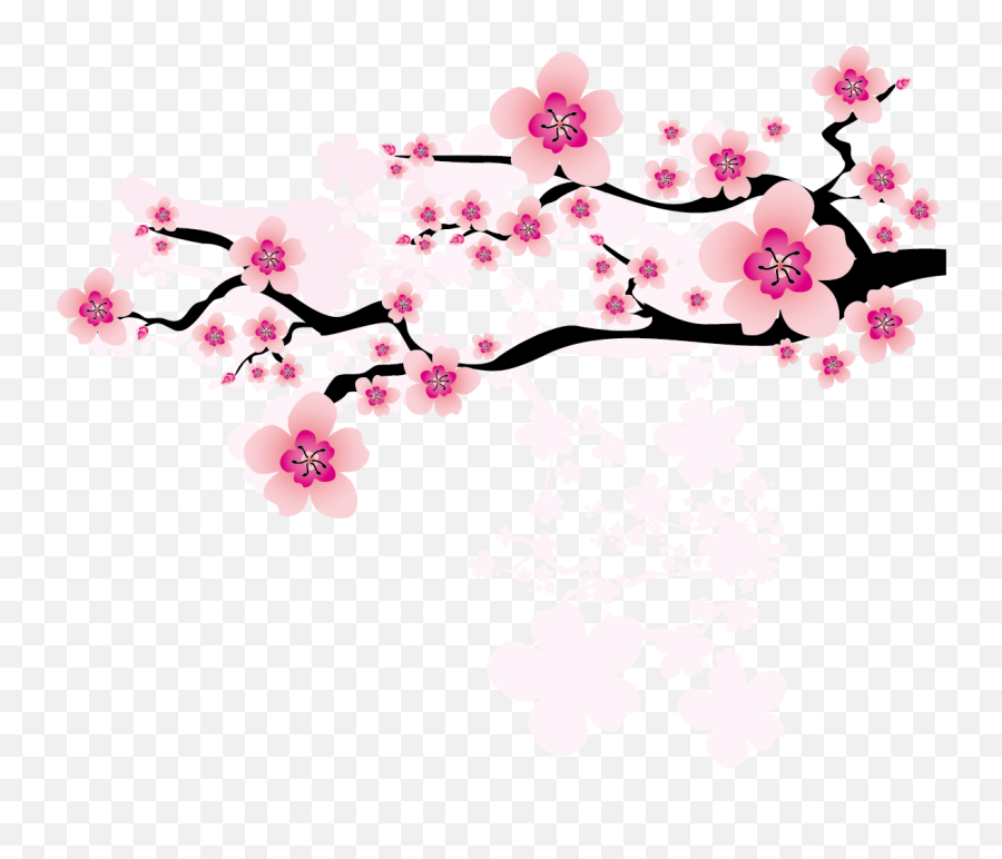 Ume Blossom Clipart Apricot Blossom - Japanese Cherry Blossom Clipart Emoji,Cherry Blossom Emoji