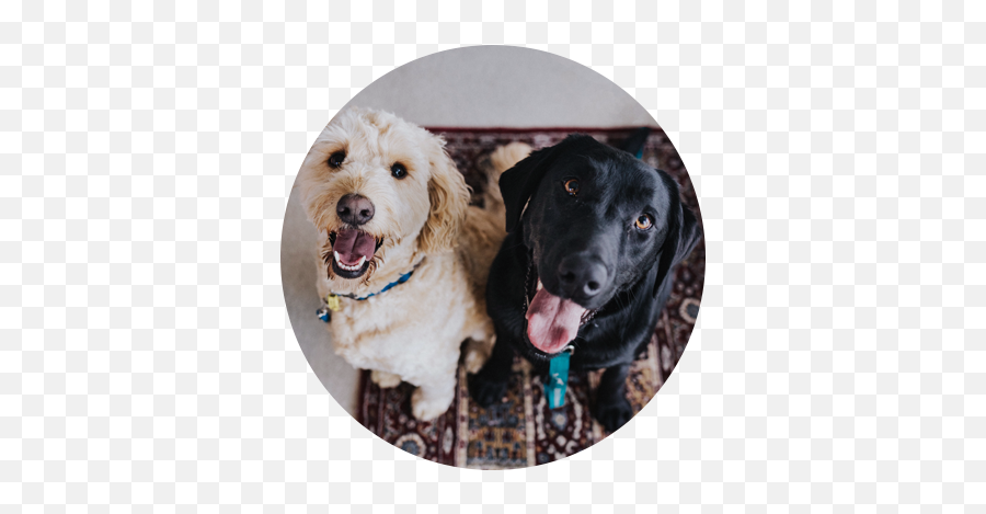 Decokennel - Dog Allergy To Fleas Emoji,Pet Emotions Chart