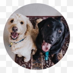 Decokennel - Dog Allergy To Fleas Emoji,Pet Emotions Chart