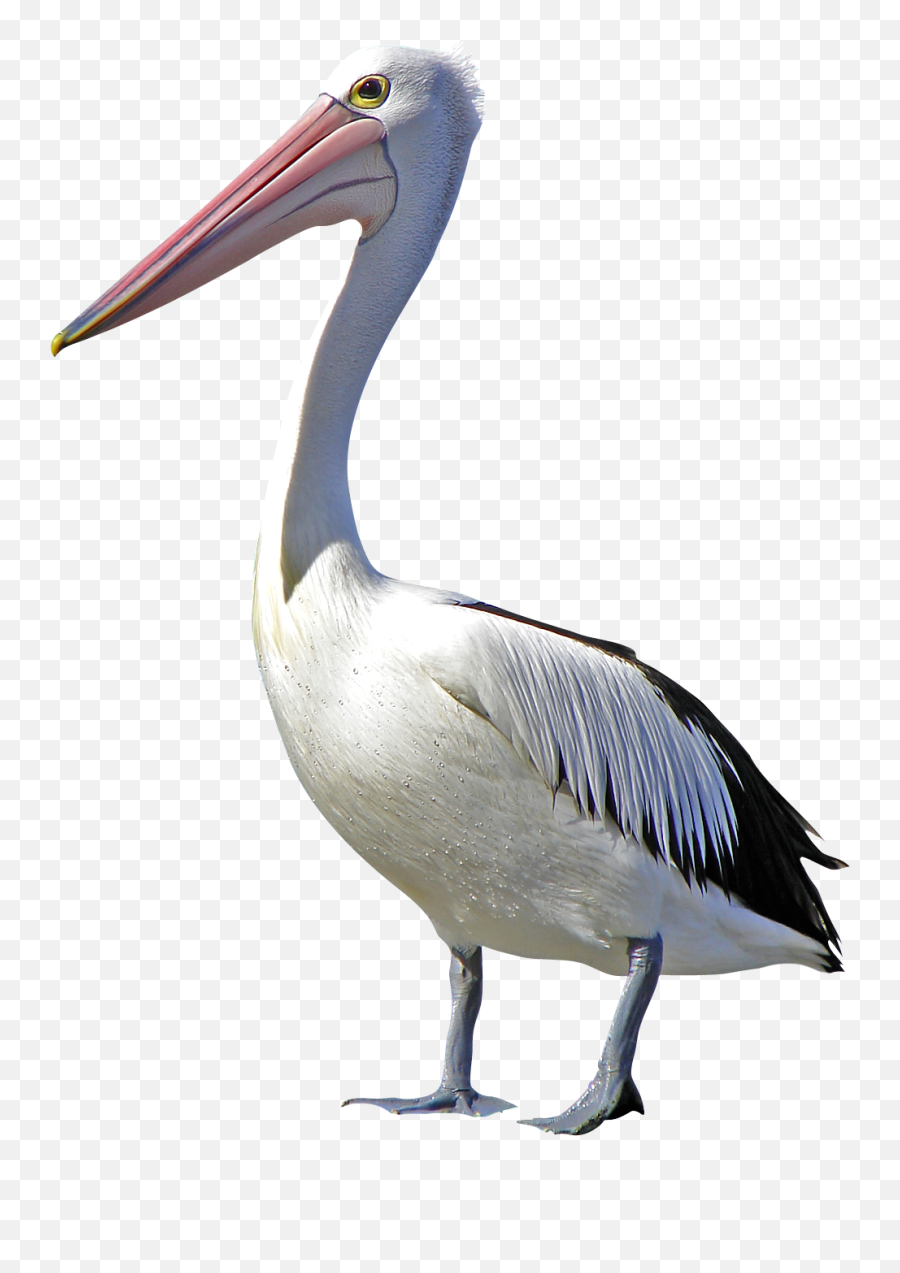 Pelican Bird Clip Art - Pelicans Bird Png Emoji,Pelican Emoji