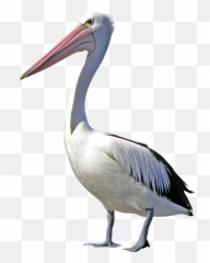 Pelican Bird Clip Art - Pelicans Bird Png Emoji,Pelican Emoji