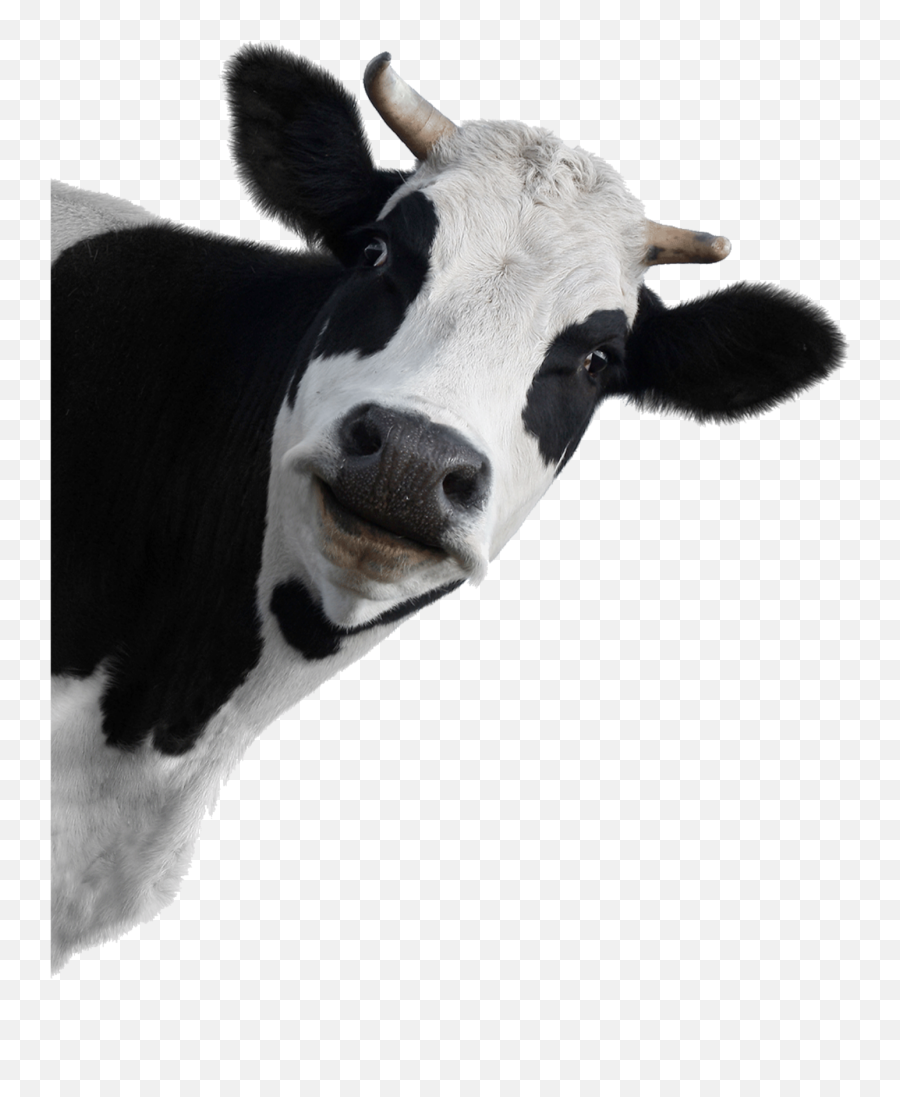Cow Peek - Aboo Sticker By Cristalcraig Dairy Cow White Background Emoji,Peek A Boo Gif Emojis