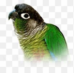 Green - Small Pareots Emoji,Blue Crown Conure Emotion
