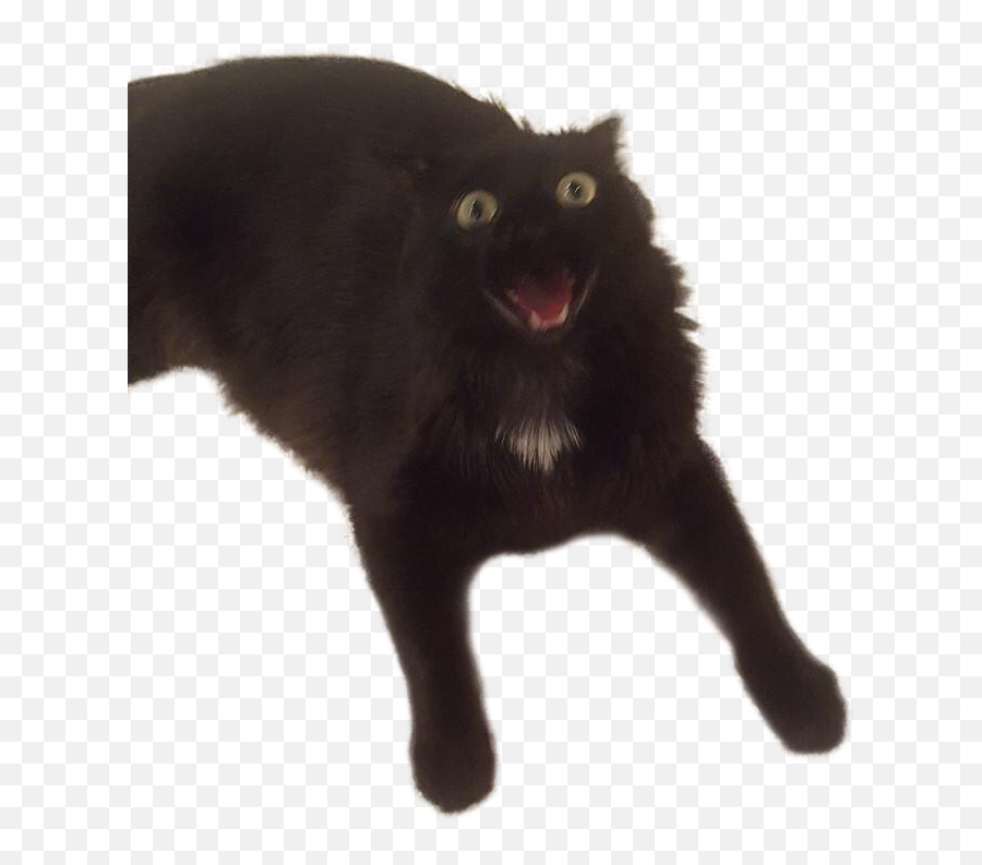 When The Temperature Is High But The Excitement For A Toy Is - Black Cat Emoji,How To Train Your Dragon Toothless Emoticons