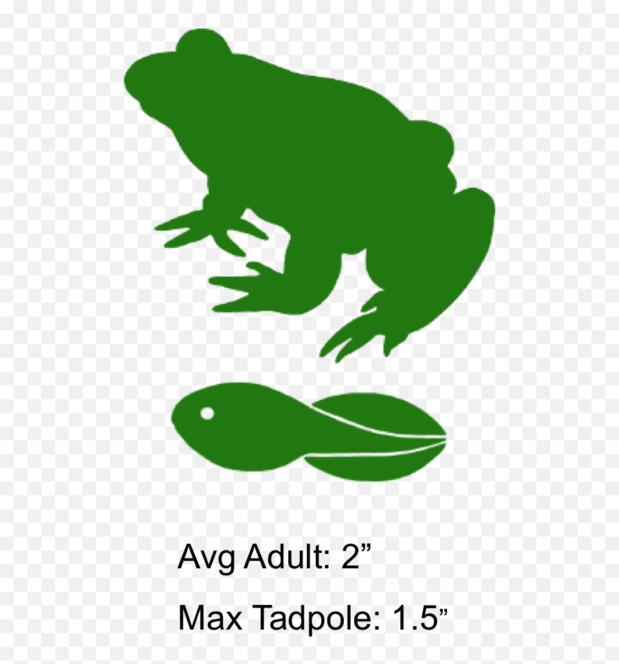 Eastern Spadefoot - Brimley Chorus Frog Tadpoles Emoji,Spadefoot Toad Emotion