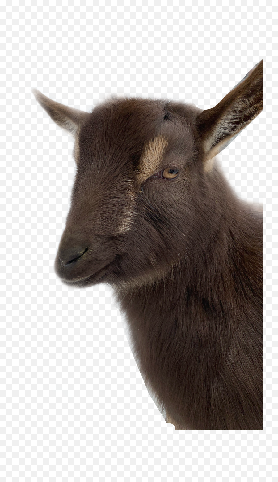 Popular And Trending Kambing Stickers On Picsart Emoji,Mountain Goat Emoji