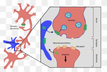 Does Cannabis Kill Brain Cells - Factchecking The Joe Emoji,Emotions For Weed