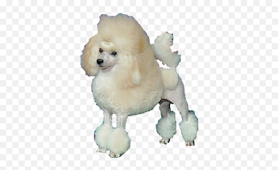 Toy Poodle Puppies For Sale Toy Poodle Breeders Emoji,White Toy Poodle Emoticon