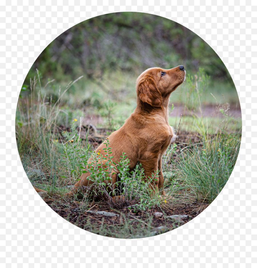 Ultimate Masterclass Bundle - Spiritdog Training Emoji,Alice Emotion Evening Steps