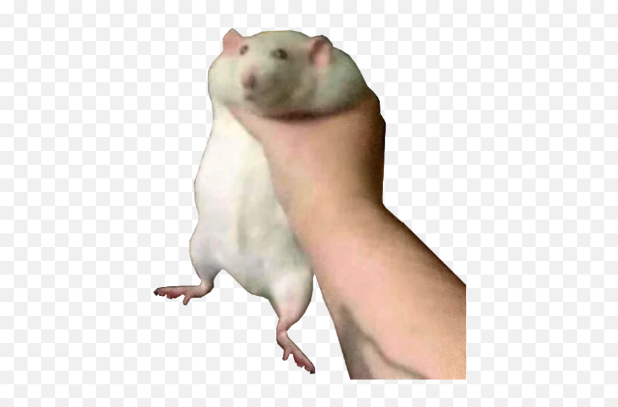 Telegram Sticker From Collection Take This Rat Emoji,Rat Emoji