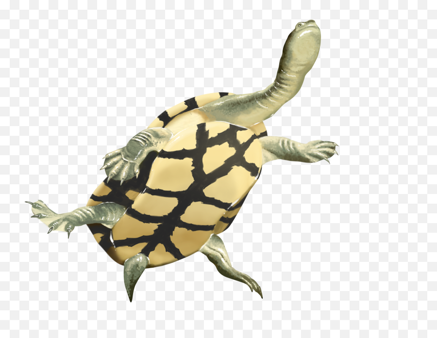 Jerrabomberra Wetlands Emoji,Turtle Emoji Png