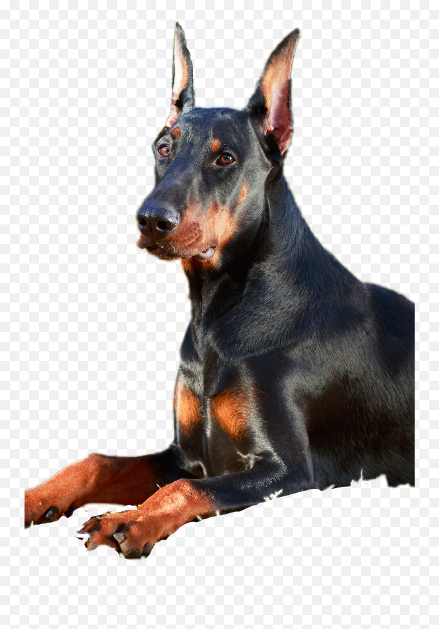 Doberman Lauraimagine1 Sticker - Vulnerable Native Breeds Emoji,Doberman Emoji