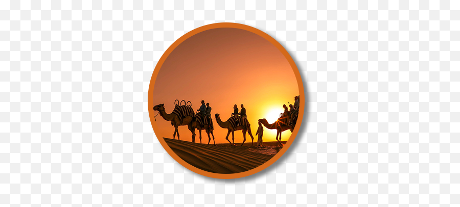 Prophecy For The Nations Jesus Calls Emoji,Camel Emoji Copy