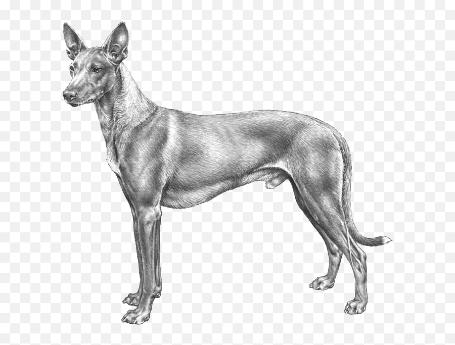 Pharaoh Hound - Pedigreed Breeds Dogwellnetcom Ancient Dog Breeds Emoji,Maltese Emoji