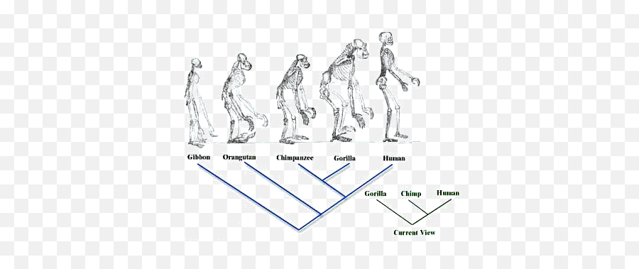 Scientific Methods And Human Knowledge - Eric R Pianka All Types Of Humans Emoji,Chimp Emotions