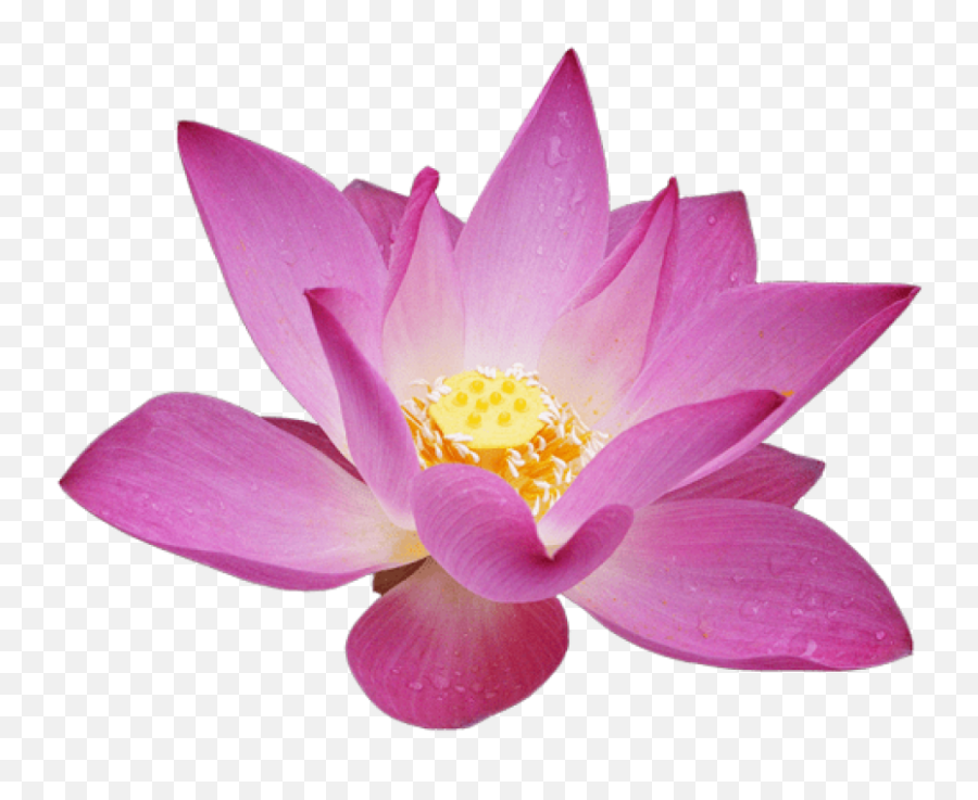 Free Png Download Lotus Flower Png Images Background - Lotus Transparent Background Lotus Flower Transparent Emoji,Lotus Emoji