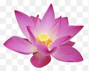 Free Png Download Lotus Flower Png Images Background - Lotus Transparent Background Lotus Flower Transparent Emoji,Lotus Emoji