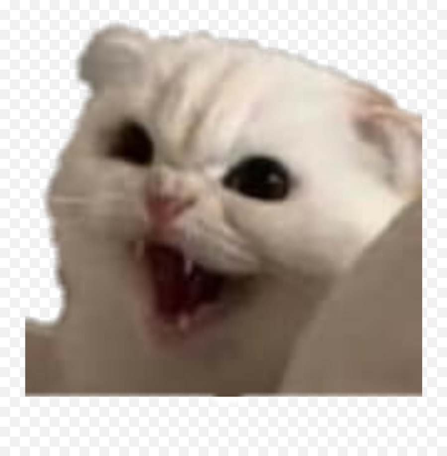 Kitty Fierce Angry Cat Sticker - Cat Reaction Image Twitter Emoji,Angry Cat Emoji