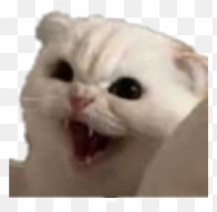 Kitty Fierce Angry Cat Sticker - Cat Reaction Image Twitter Emoji,Angry Cat Emoji