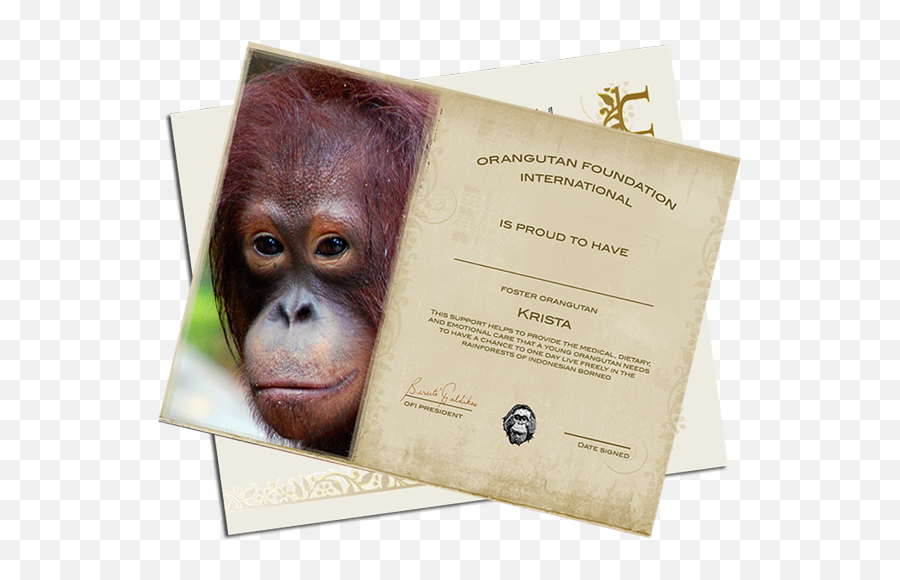 Document Emoji,Orangutan Showing Emotions