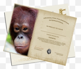 Document Emoji,Orangutan Showing Emotions