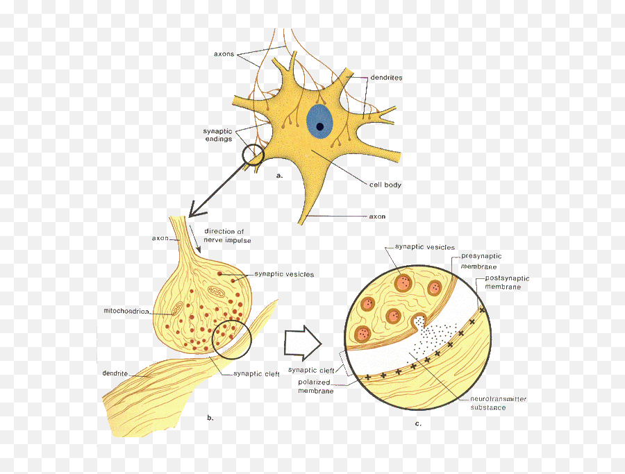 The Biology Of Learning Or U0027psychobiologyu0027 For - Dot Emoji,Eric Kandel Emotions