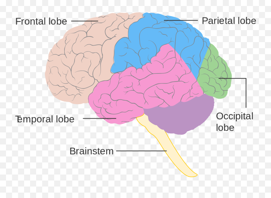 Your Handbook To Bciu0027s The Idea Of Connecting My Brain To A - Lobe Diagram Emoji,Science Ties Emotions To Body Organs?
