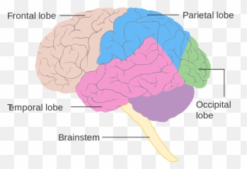 Your Handbook To Bciu0027s The Idea Of Connecting My Brain To A - Lobe Diagram Emoji,Science Ties Emotions To Body Organs?