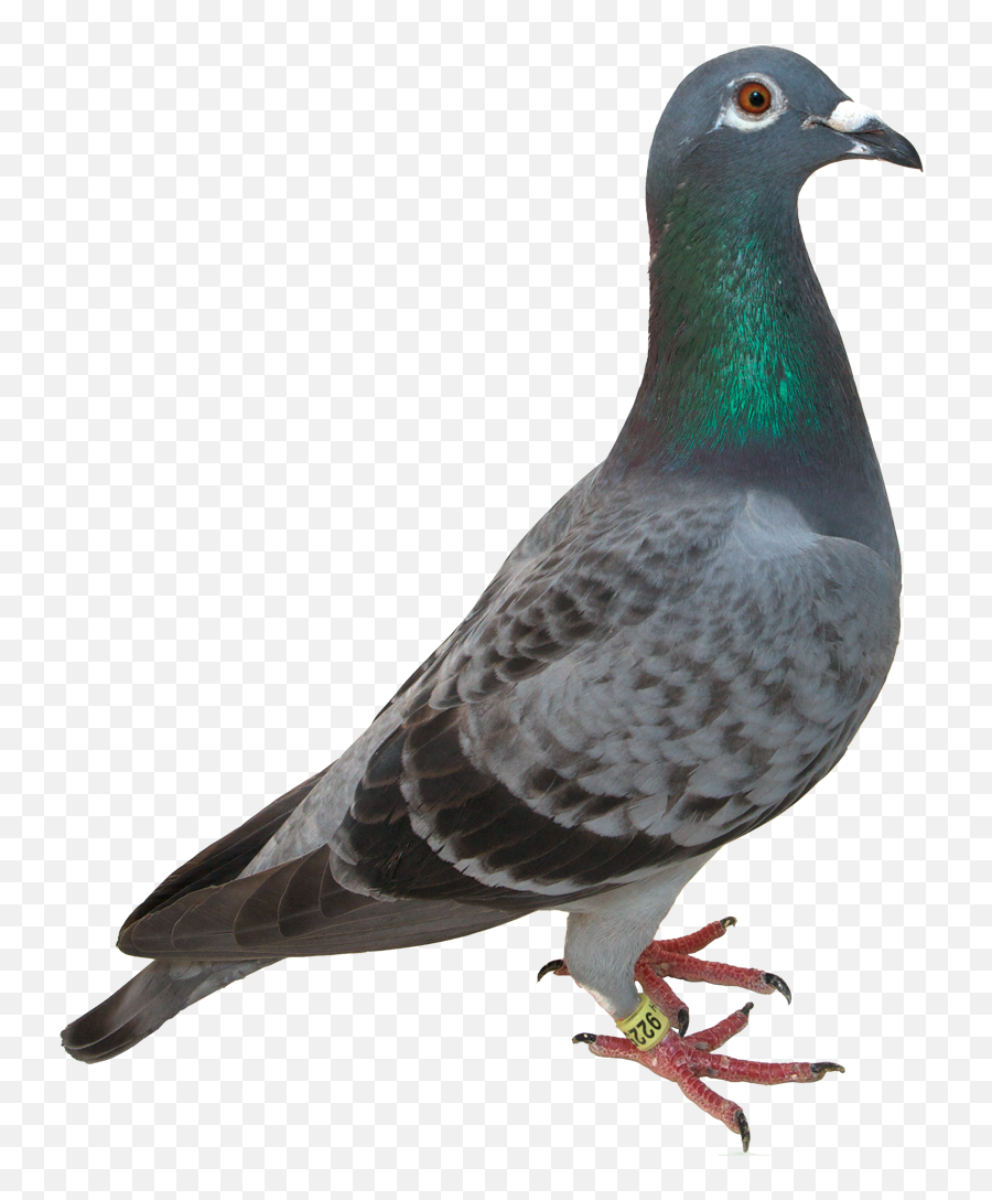 Homing Pigeon Bird Green Pigeon - Pigeon Transparent Png Emoji,Dove Bird Emojis