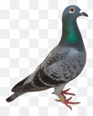 Homing Pigeon Bird Green Pigeon - Pigeon Transparent Png Emoji,Dove Bird Emojis
