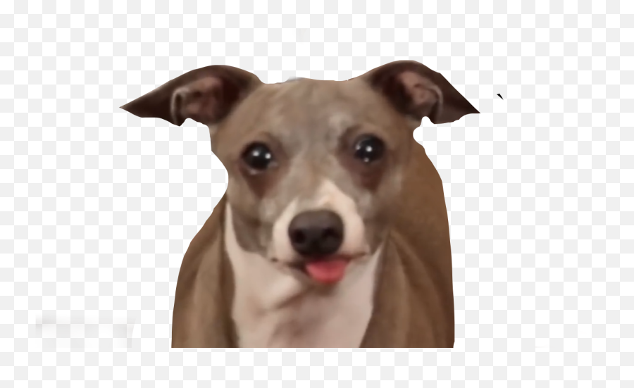 Jennamarbles Kermit Peach Marbles - Transparent Jenna Marbles Dog Emoji,Tongue Peach Emoji