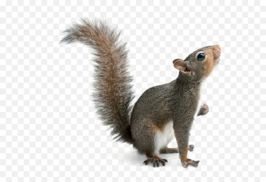 Squirrel Png Download Image Png Arts - Transparent Background Squirrel Png Emoji,Squrrel Emoji