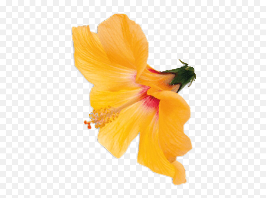 Flower Rose Flowers Roses Sticker - Shoeblackplant Emoji,Hawaiian Emoji App