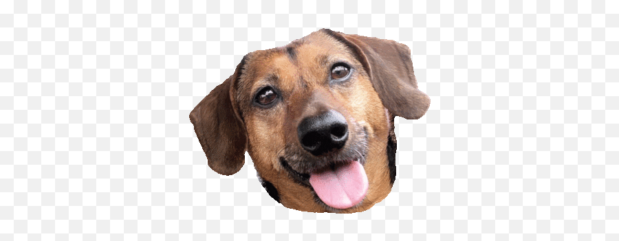Dog Love Sticker - Collar Emoji,Dog Emoji Android