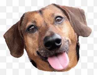 Dog Love Sticker - Collar Emoji,Dog Emoji Android