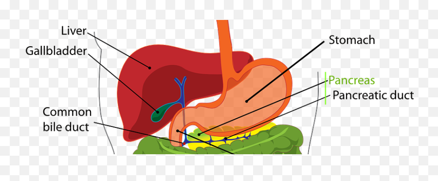 News - Eunethta Gastrointestinal System Emoji,Emoji Dichotomous Key