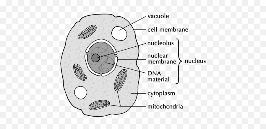 Cell Structure Cells As The Basic Units Of Life Siyavula - Natural Sciences Activities Grade 9 Emoji,10 Basic Emotions Art Reference