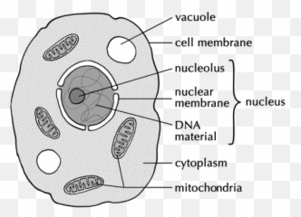 Cell Structure Cells As The Basic Units Of Life Siyavula - Natural Sciences Activities Grade 9 Emoji,10 Basic Emotions Art Reference