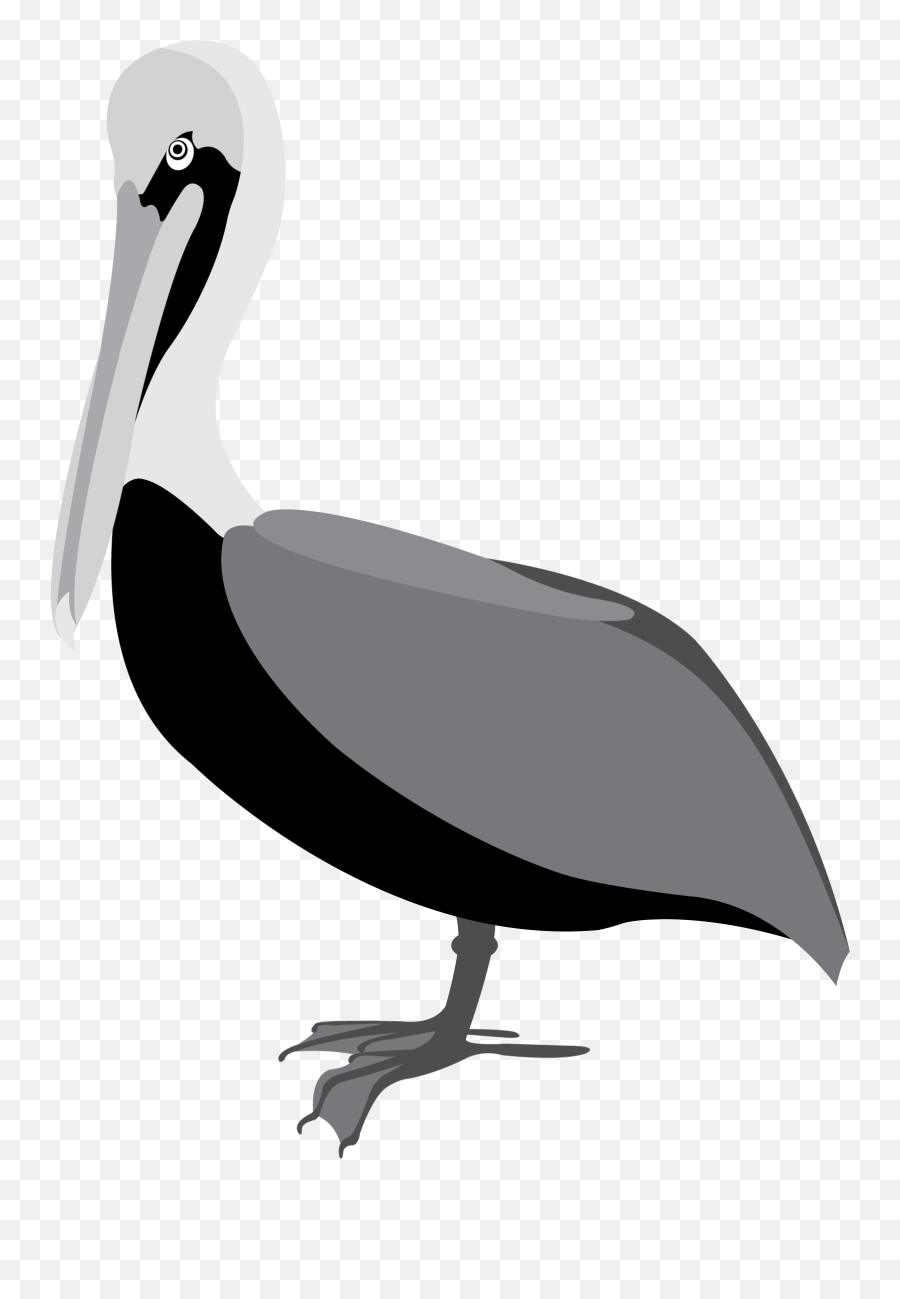 Pelican Clipart Sea Bird Pelican Sea - Pelican Vector Png Emoji,Pelican Emoji