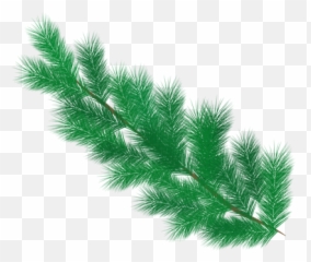 Pixaline - Snowy Pine Tree Leaves Png Emoji,Pine Needles Emoji