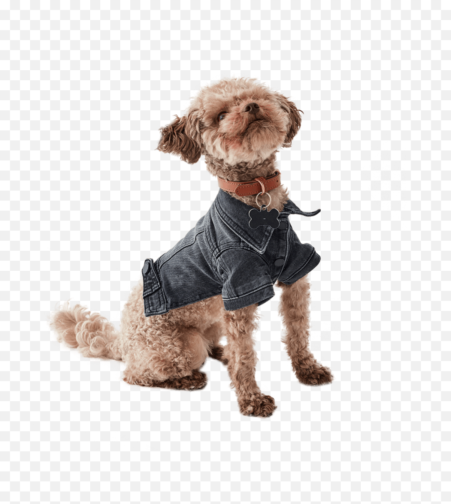 Calling All Animal Lovers Pet - Aporter Is A Mustvisit Dog Clothes Emoji,Calling All Cars Emoji