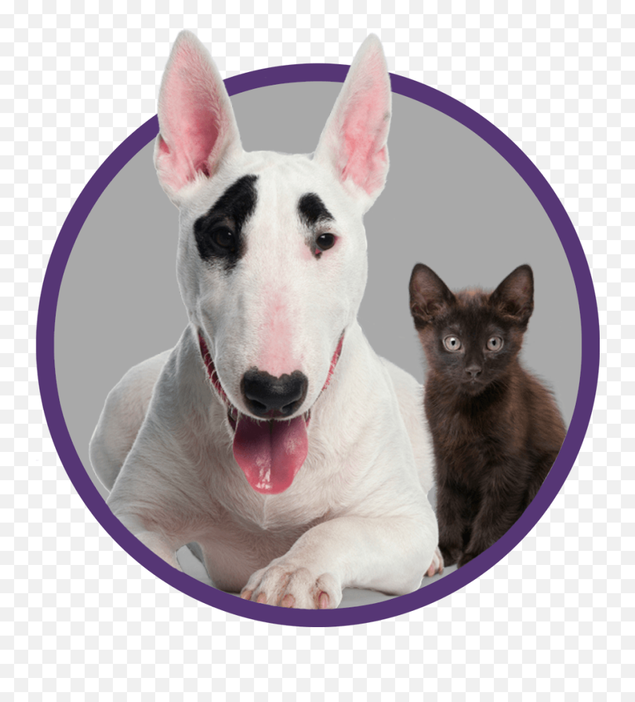 Caring For A Deaf Dog - Flat Nose Pitbull Emoji,Looking For A Lap Dog And One That Responds To Emotion