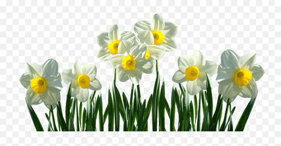 Signs Of Life After - Daffodils Png Emoji,Daffodil Pink Emotion
