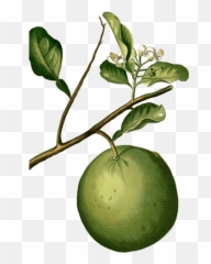 Green Mandarin Essential Oil - Lime Botanical Drawing Emoji,Emotions Green Mandarin