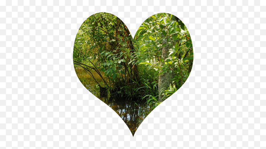 See The World Through Your Heart U2013 Art Spirit Nature - Temperate Broadleaf And Mixed Forest Emoji,Emotion Heart Art